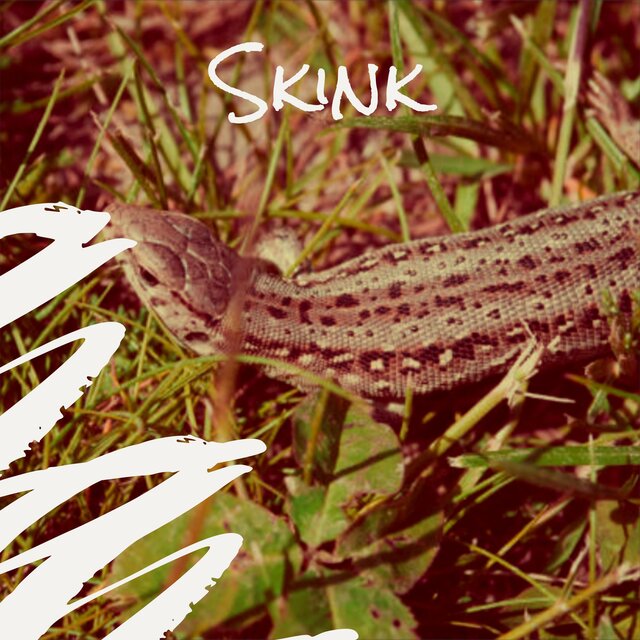 Skink