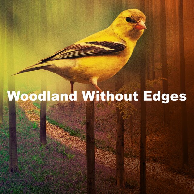 Woodland Without Edges
