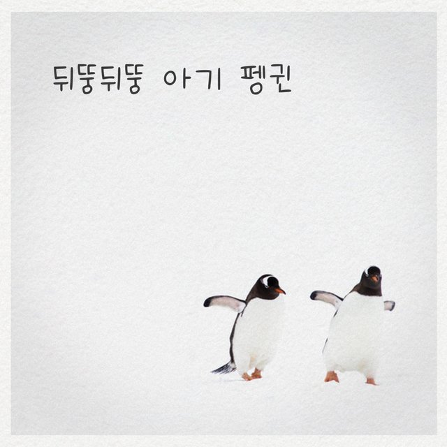 Baby penguin waggling