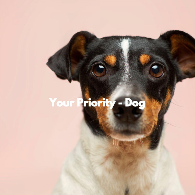 Your Priority - Dog