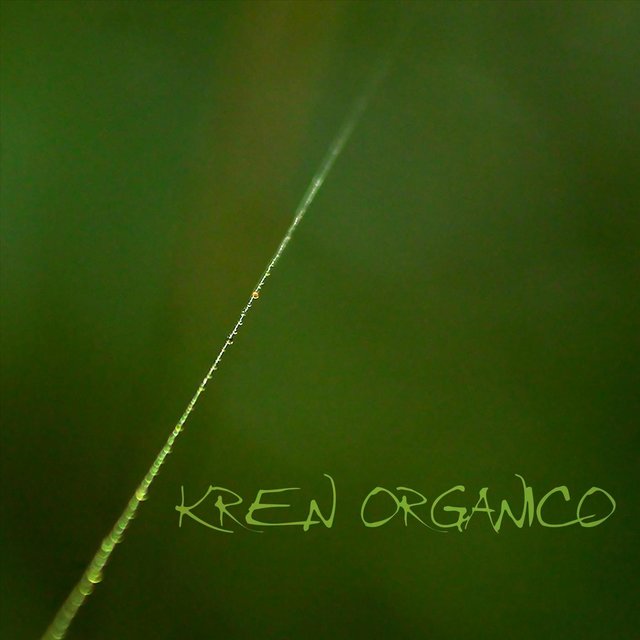 Kren Organico