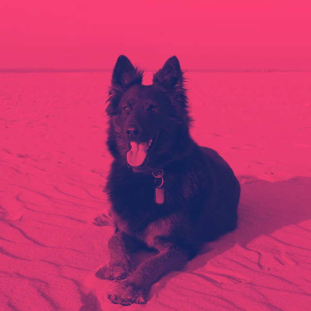 Background Music - Stressed Dogs