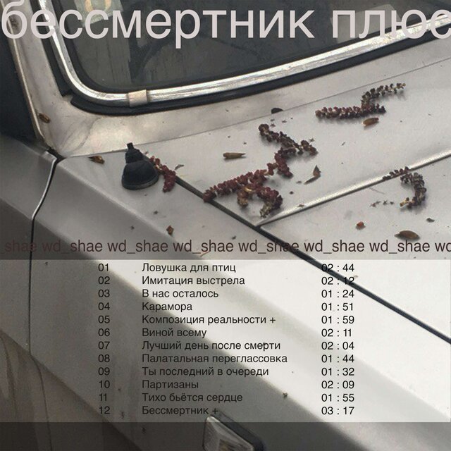 Бессмертник+