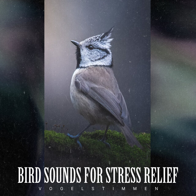 Bird Sounds for Stress Relief