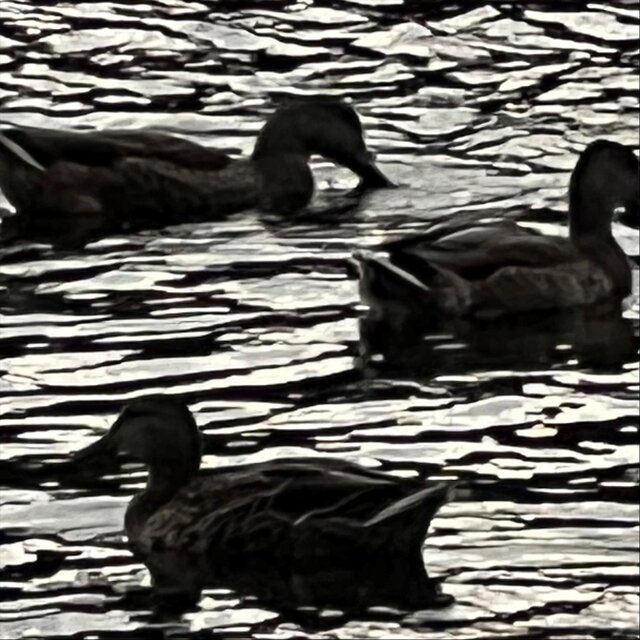 The Pond