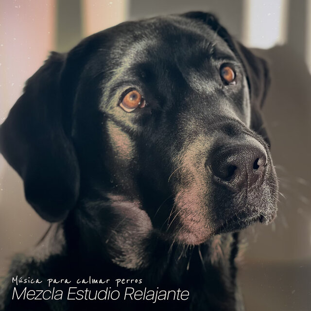 Mezcla Estudio Relajante