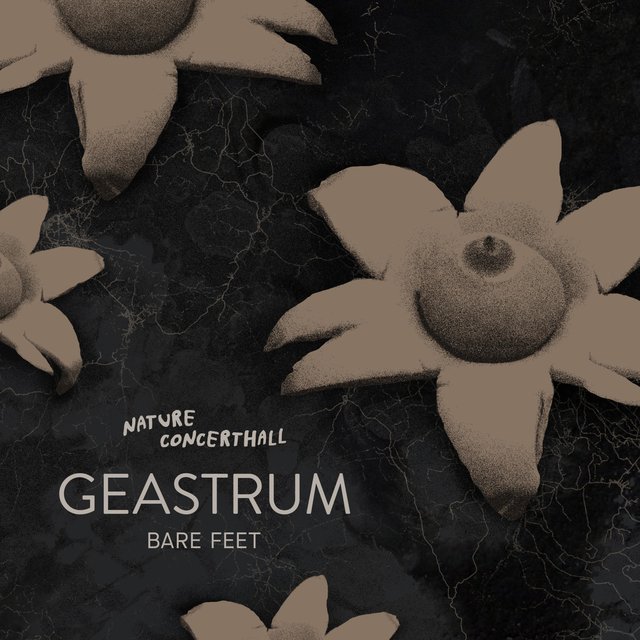 Geastrum: Bare Feet