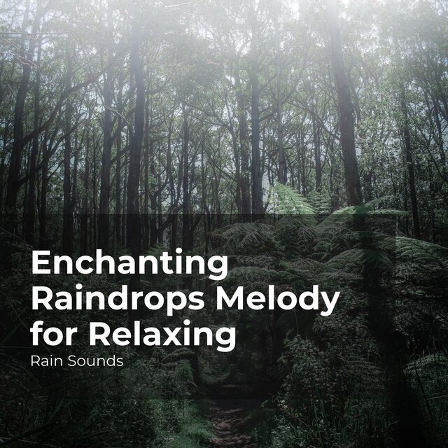Enchanting Raindrops Melody for Relaxing