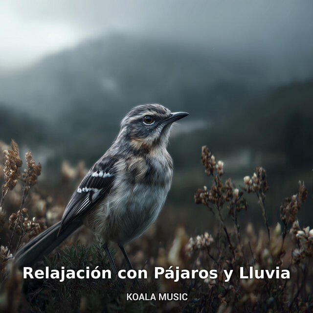 Relajación con Pájaros y Lluvia