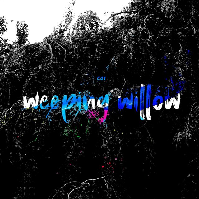Weeping Willow