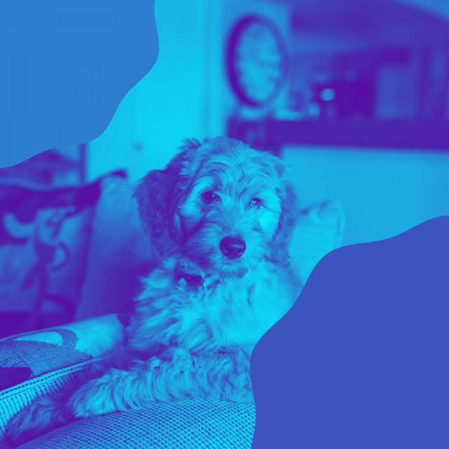 Bgm for Dog Training