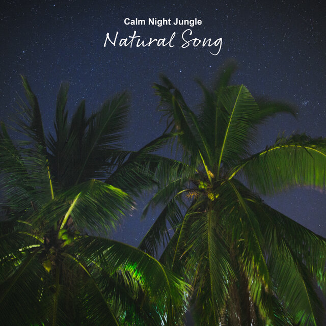 Calm Night Jungle