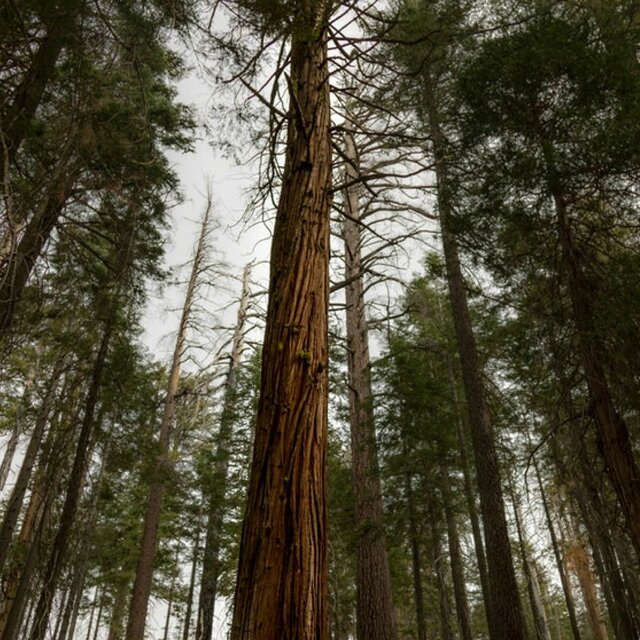 Ambient Surroundings