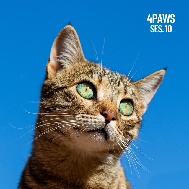 4 Paws, Sleeping Music for Dogs and Cats Session 10