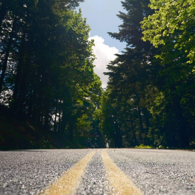 Forest Driving