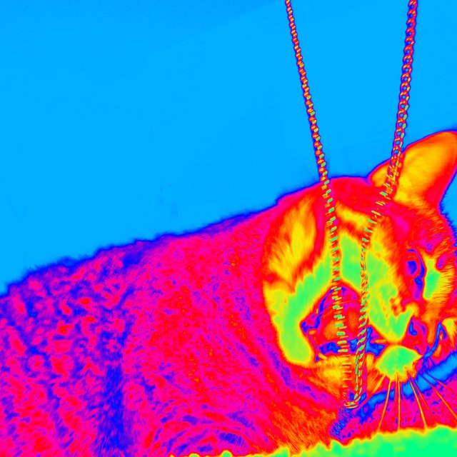 cat album