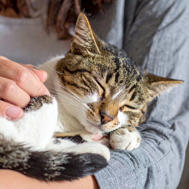 Música Orquestal Clásica Para Gatos Ansiosos