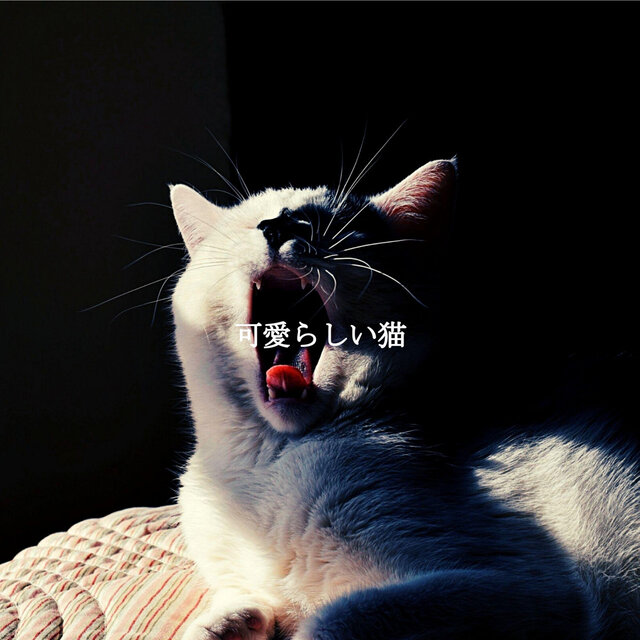 可愛らしい猫