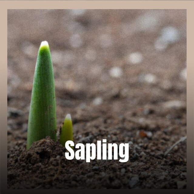Sapling