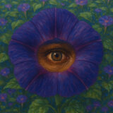 Morning Glory