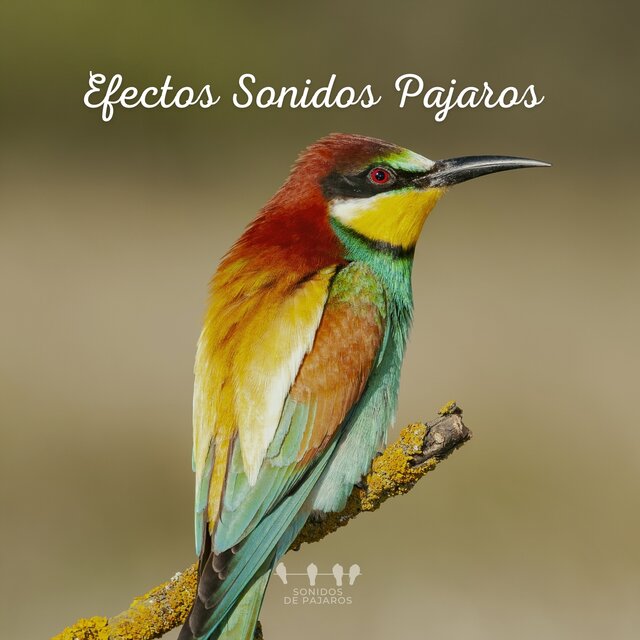 Efectos Sonidos Pajaros