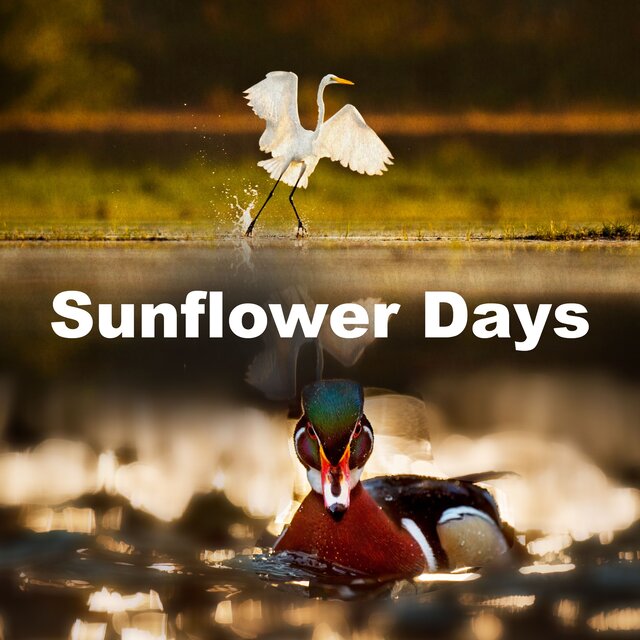 Sunflower Days