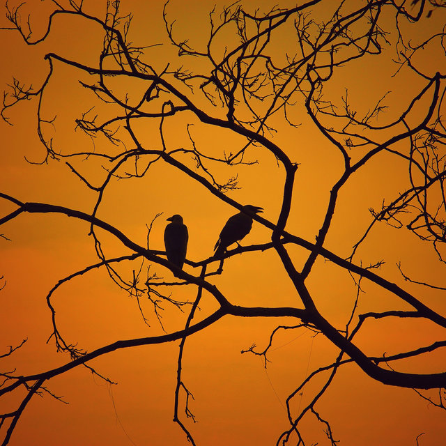 Birds Chirping at Night