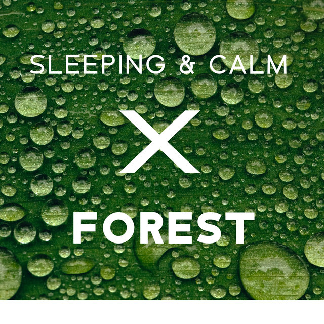 Sleeping & Calm Forest