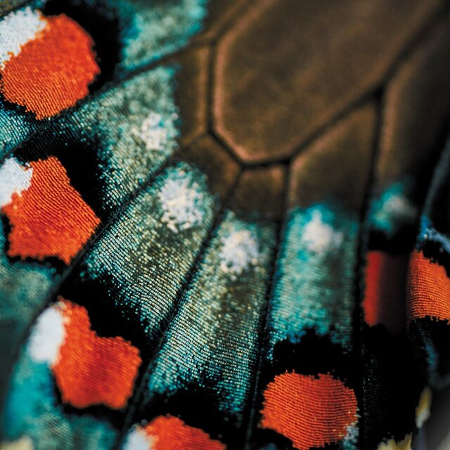 Edna Songs - Mariposa