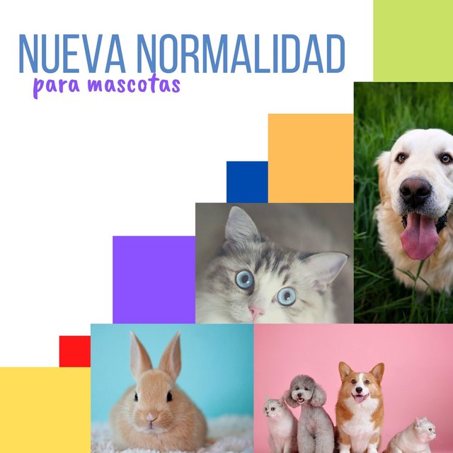 Nueva Normalidad para Mascotas: Música Relajante Antiestrés para Animales