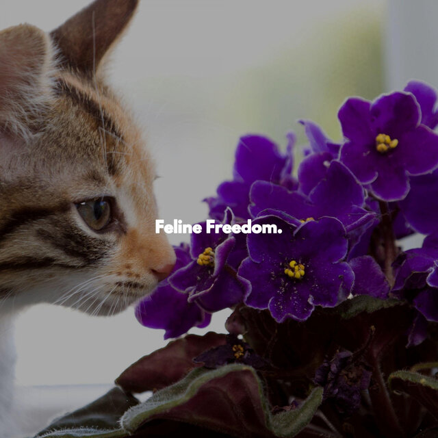 Feline Freedom.