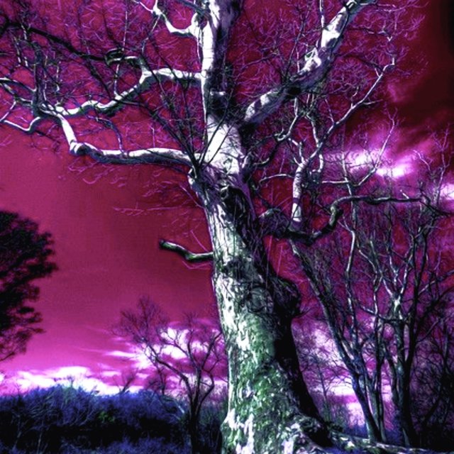 Sycamore Tree