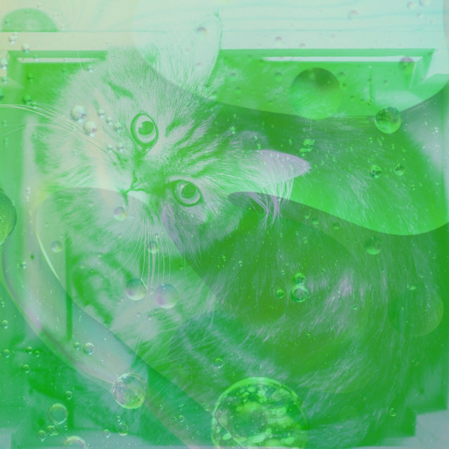 Feelings for Lush Kittens