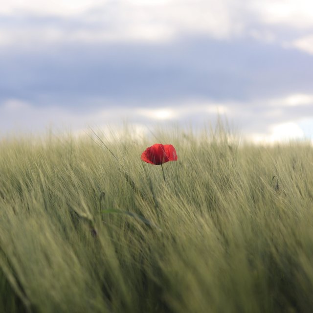 Wild Poppies