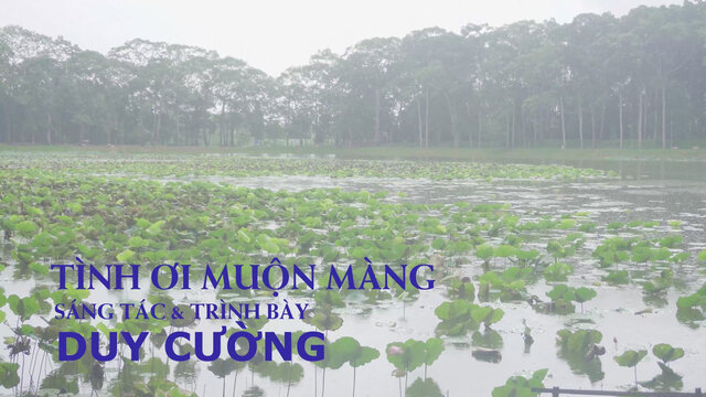 Tình Ơi Muộn Màng