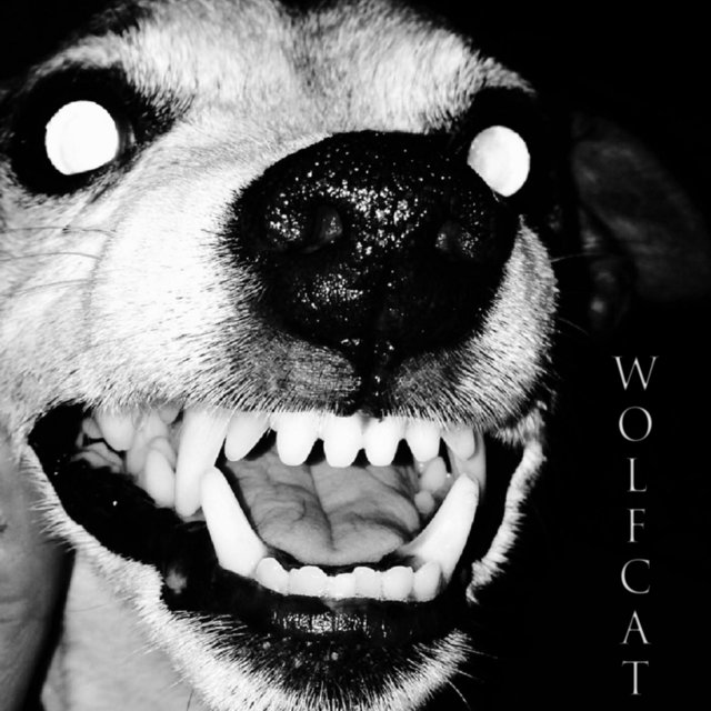 Wolfcat