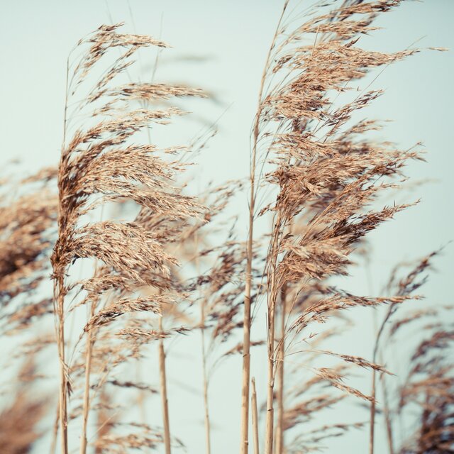 Summer Wind