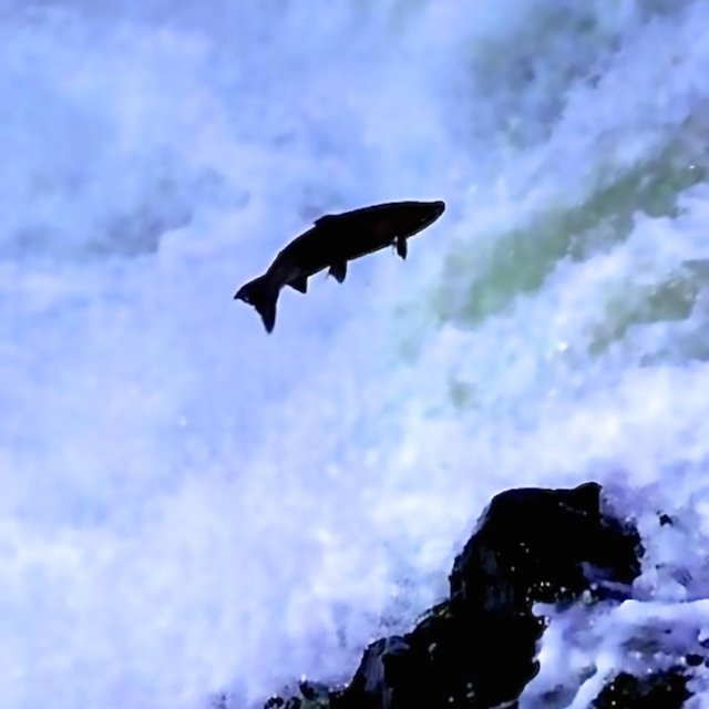 The Stationary Trout EP