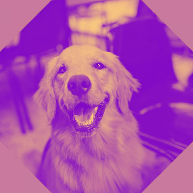 Background Music for Resting Pups