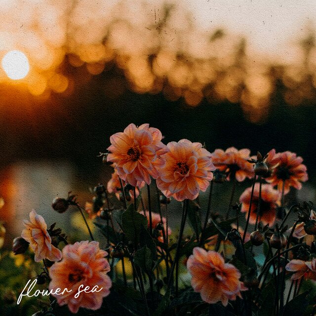flowersea