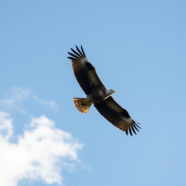 Eagle
