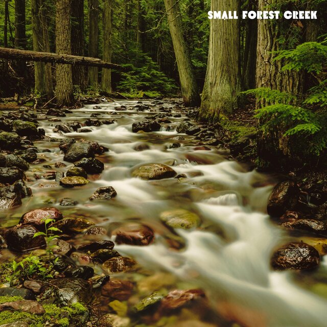 Small Forest Creek