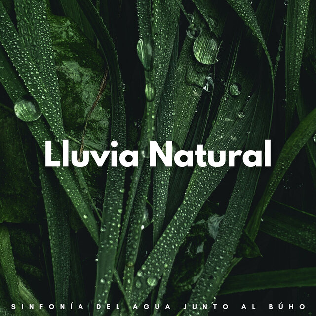 Lluvia Natural: Sinfonía Del Agua Junto Al Búho