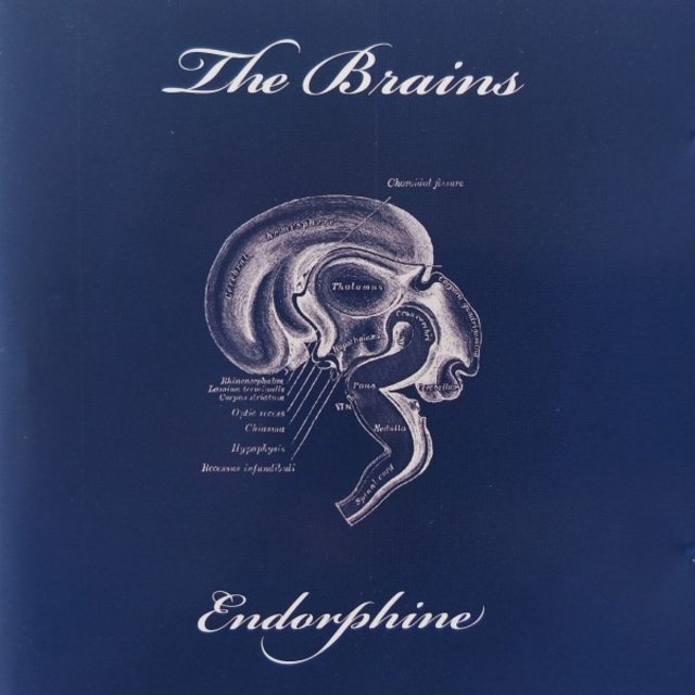 Endorphine
