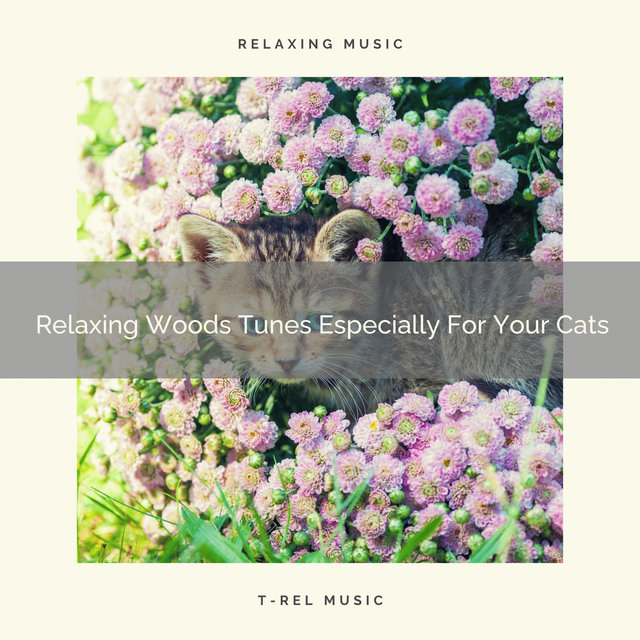 Relaxing Woods Tunes Especially For Your Cats