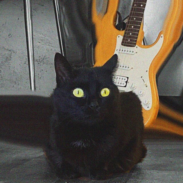 i met a cat and is not him