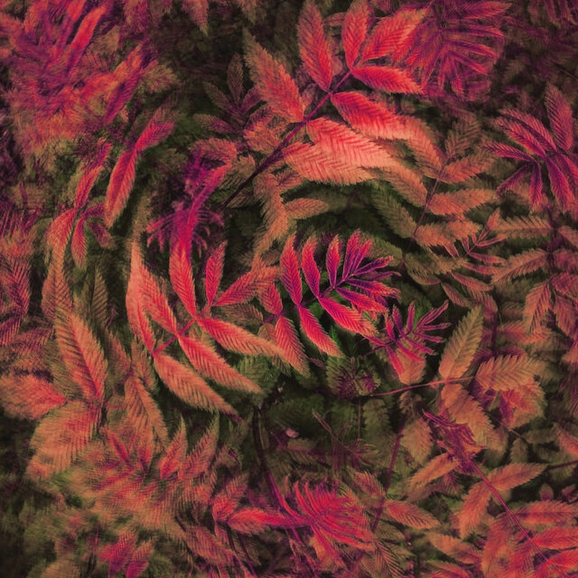 Brief Harlequin