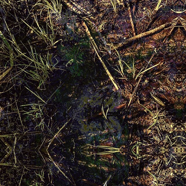 The Mud Is A Rainbow