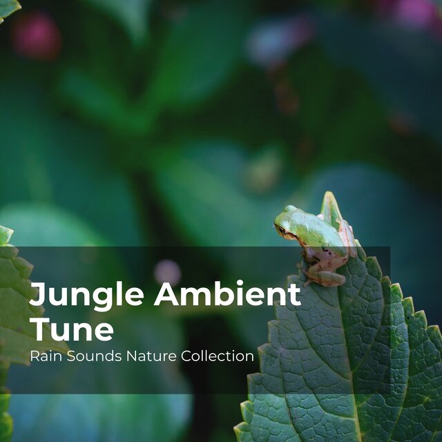 Jungle Ambient Tune