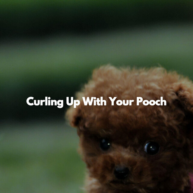Curling Up With Your Pooch